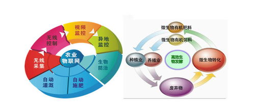 有机蔬菜智造工厂 循环经济获利的国际合作新路径